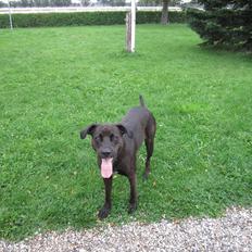 Blanding af racer ¨Bella 