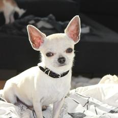 Chihuahua Prinz (Früsli)