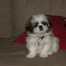 Shih tzu Basse