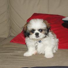 Shih tzu Basse