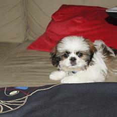 Shih tzu Basse