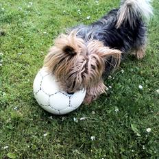 Australsk terrier Anton