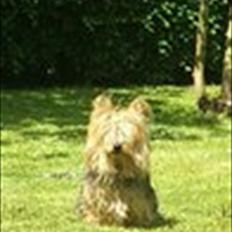 Australsk terrier Anton