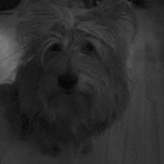 Australsk terrier Anton