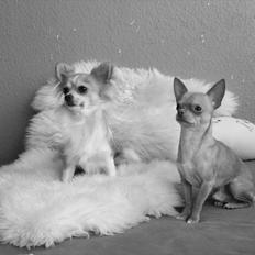 Chihuahua  ¨˜”°º•Snooki•º°”˜¨