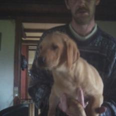 Labrador retriever Kenja Timber Road