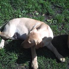 Labrador retriever Kenja Timber Road