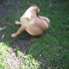 Labrador retriever Kenja Timber Road