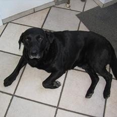 Labrador retriever Max
