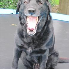 Labrador retriever Max