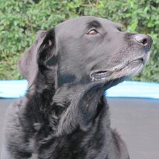 Labrador retriever Max