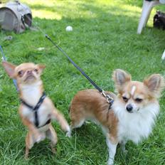 Chihuahua  ¨˜”°º•Snooki•º°”˜¨