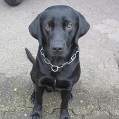 Labrador retriever Baby Marco