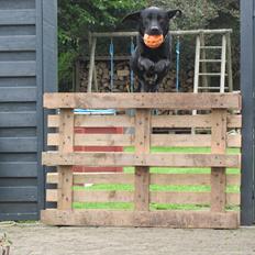 Labrador retriever Baby Marco