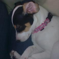 Dansk svensk gaardhund futte