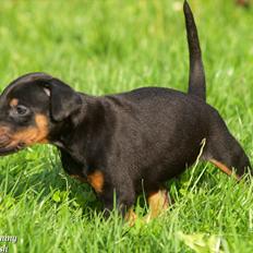Dobermann Proud Danish Damian (Simba)