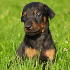 Dobermann Proud Danish Damian (Simba)