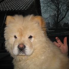 Chow chow Balou Skovgaard Busk