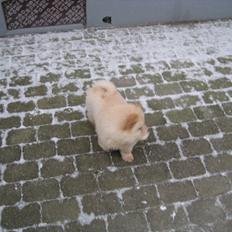 Chow chow Balou Skovgaard Busk