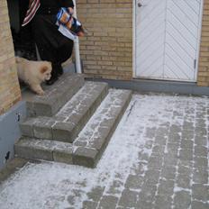 Chow chow Balou Skovgaard Busk