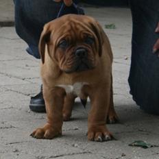 Dogue de bordeaux Shadow of Oak Excalibur