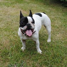 Fransk bulldog kiki .Rip.