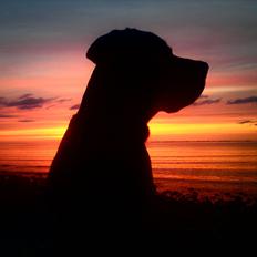 Blanding af racer tyson rottweiler og labrador