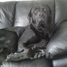Blanding af racer tyson rottweiler og labrador