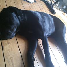Blanding af racer tyson rottweiler og labrador