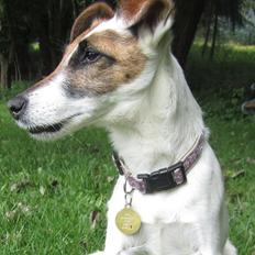 Glathåret foxterrier Mille (himmelhund)