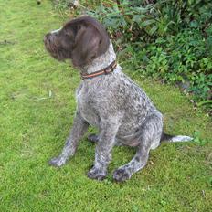 Ruhåret hønsehund Gørklintgårds Sia