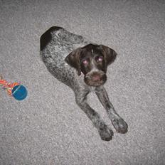 Ruhåret hønsehund Gørklintgårds Sia