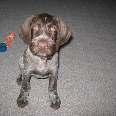 Ruhåret hønsehund Gørklintgårds Sia