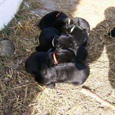 Labrador retriever Molly