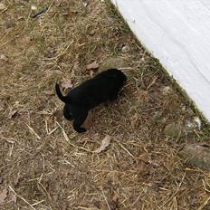 Labrador retriever Molly