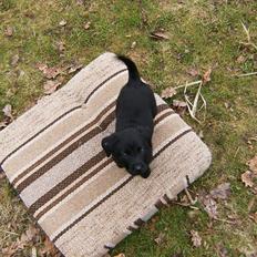 Labrador retriever Molly