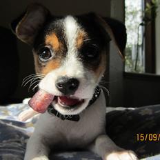 Blanding af racer Szhirley