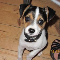 Blanding af racer Szhirley