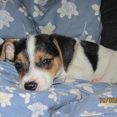 Blanding af racer Szhirley