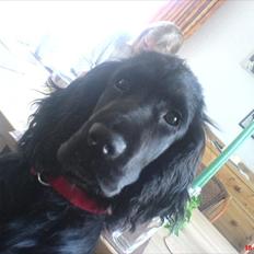 Cocker spaniel Molli 