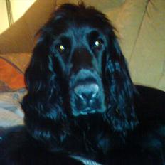 Cocker spaniel Molli 