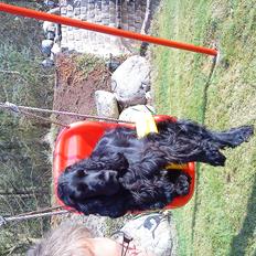 Cocker spaniel Molli 