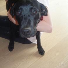 Labrador retriever Sally<3