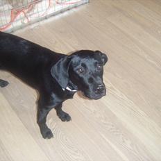 Labrador retriever Sally<3