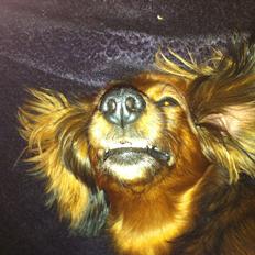 Dværggravhund Mille