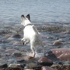 Glathåret foxterrier Mille (himmelhund)