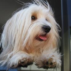 Coton de tulear Kandi - Soul Sister! <3