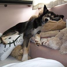 Blanding af racer Karma