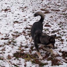 Blanding af racer Karma