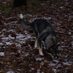 Blanding af racer Karma